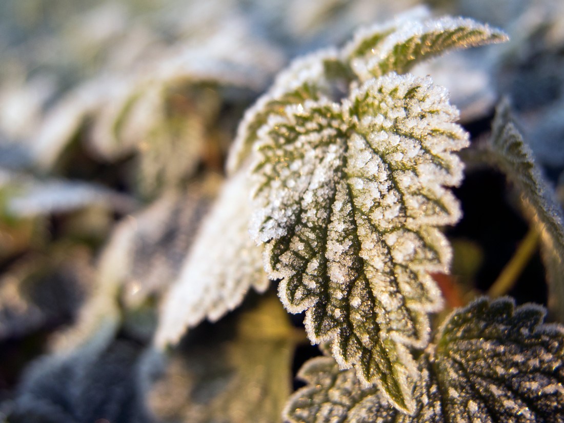 A leaf covered in hoar frost