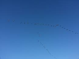 Line of flying geese in a v-shape