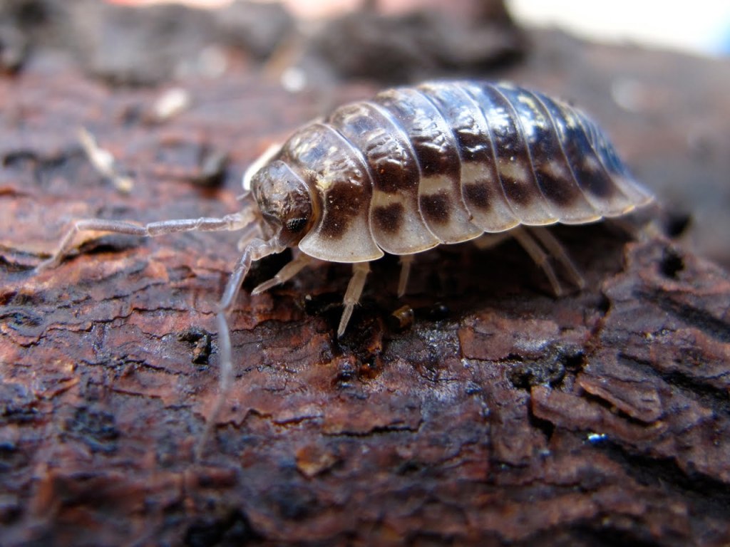 A woodlouse