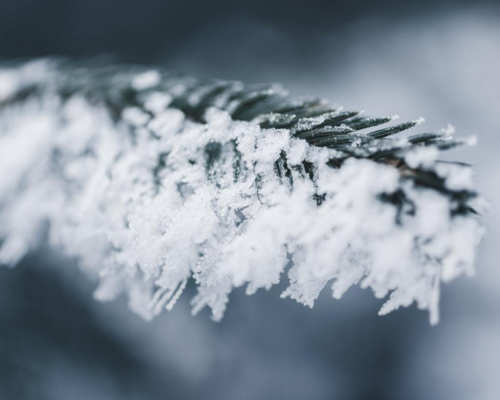 A fir tree branch hanging with ice