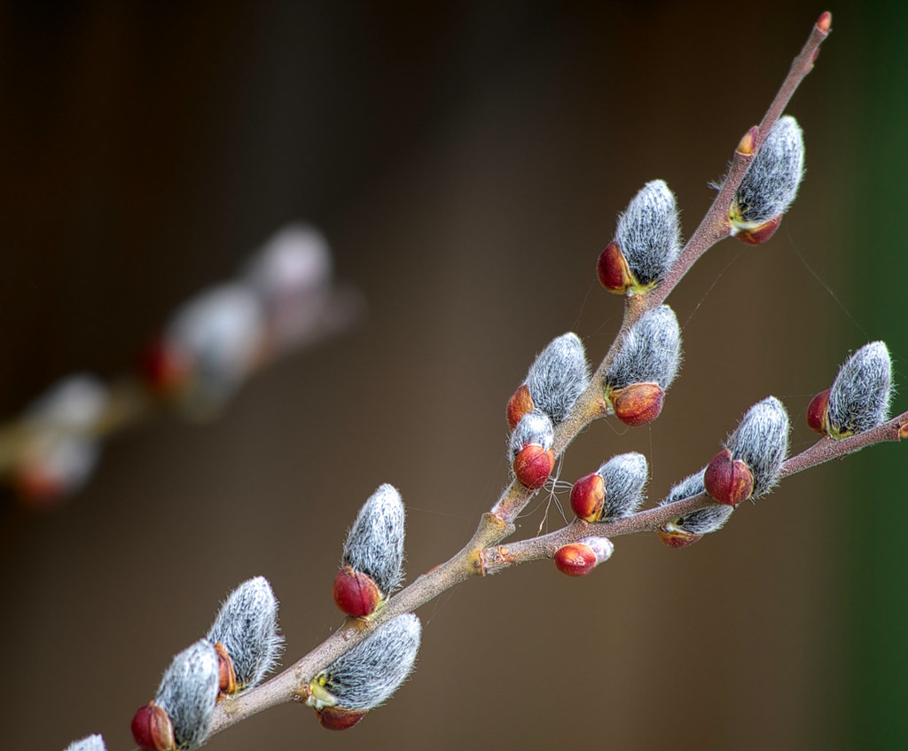 Buds on a willow branch