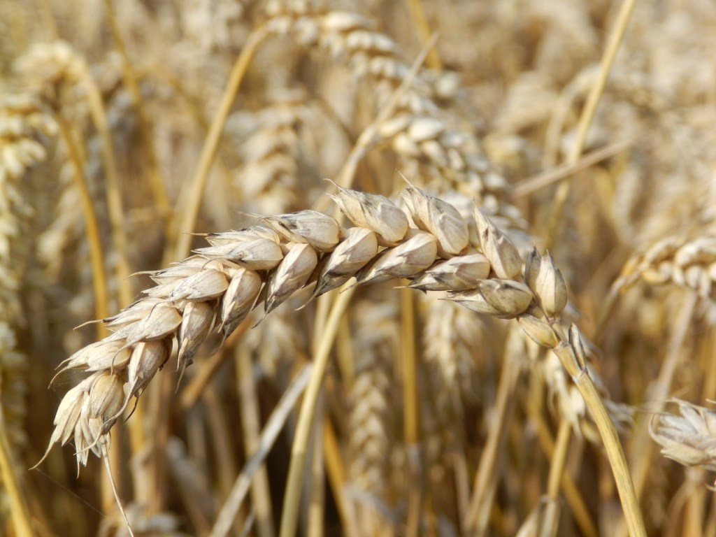 Ear of corn bent over under its own weight